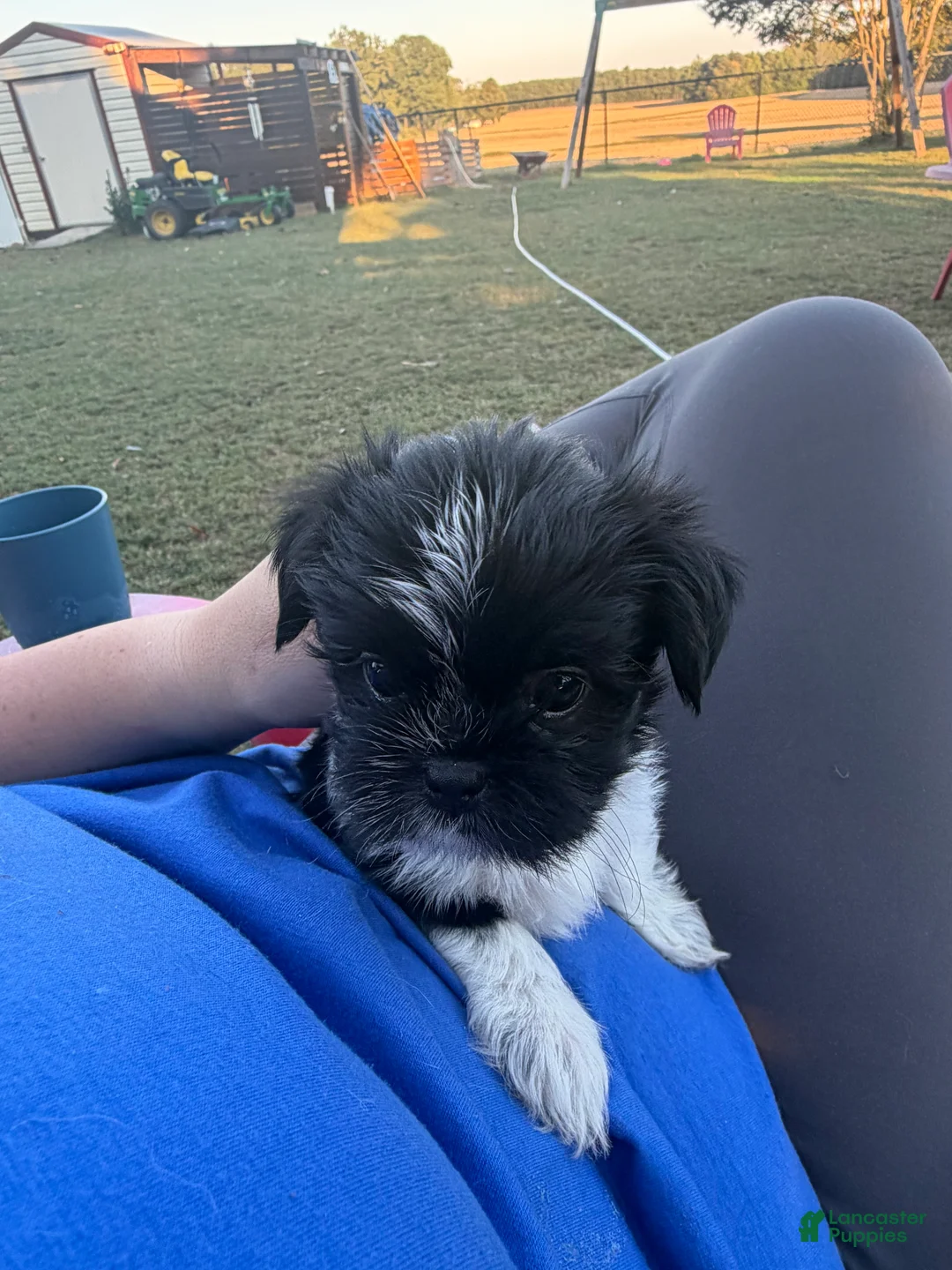Shorkie dogs for sale: Shorkie 1 - Ad 1