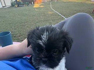 Shorkie dogs Shorkie 1 - Ad 1