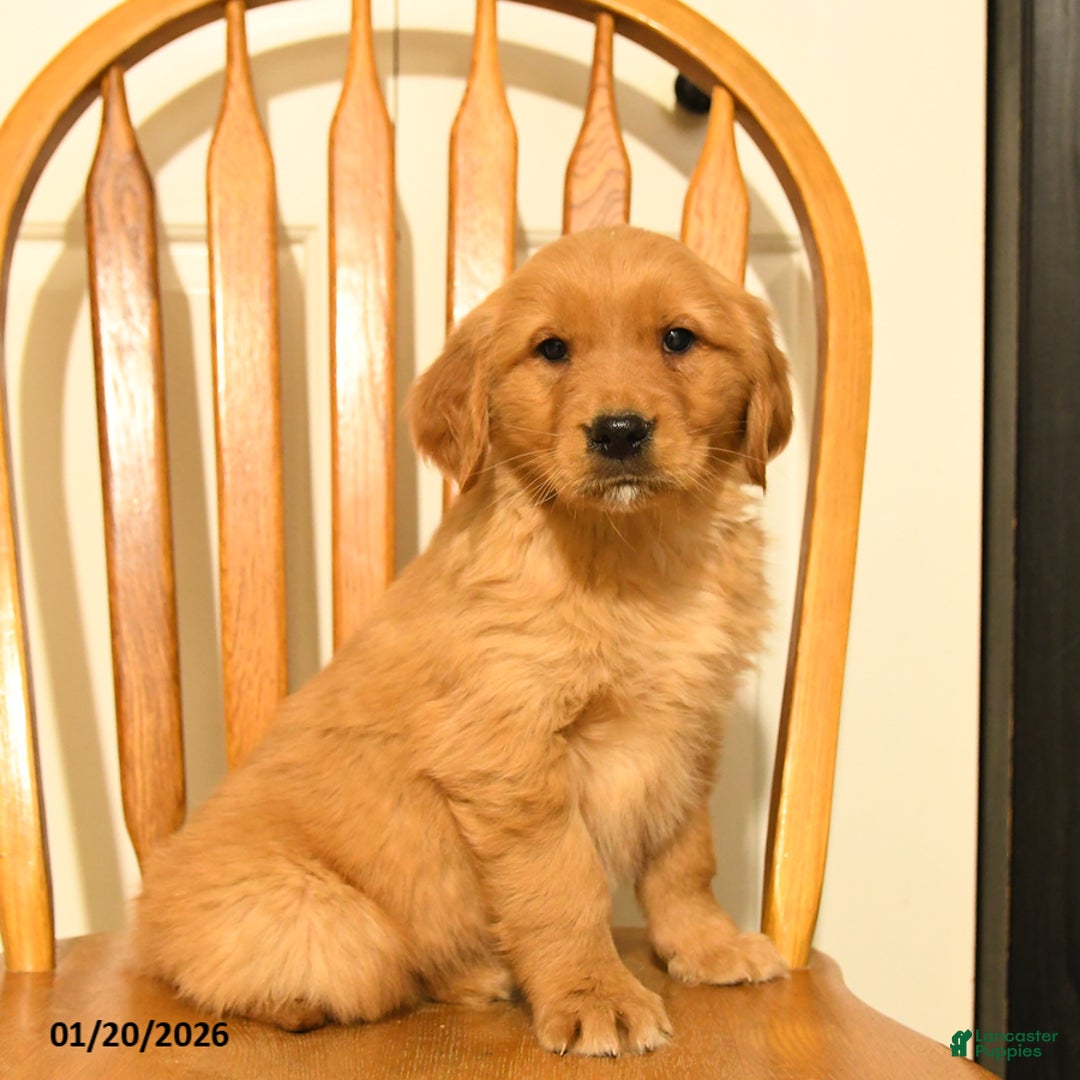 Golden Retriever dogs for sale: Bailey - Ad 2