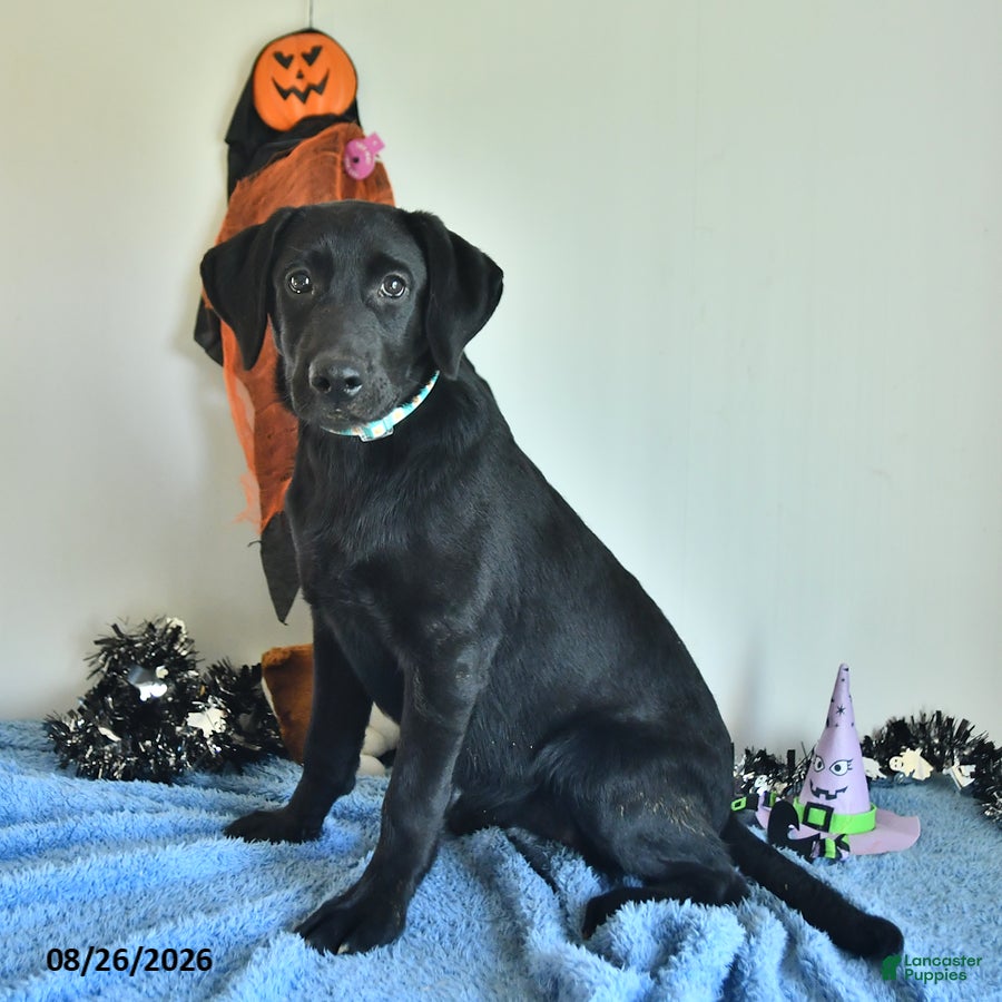 Labrador Retriever dogs Mindy - Ad 1