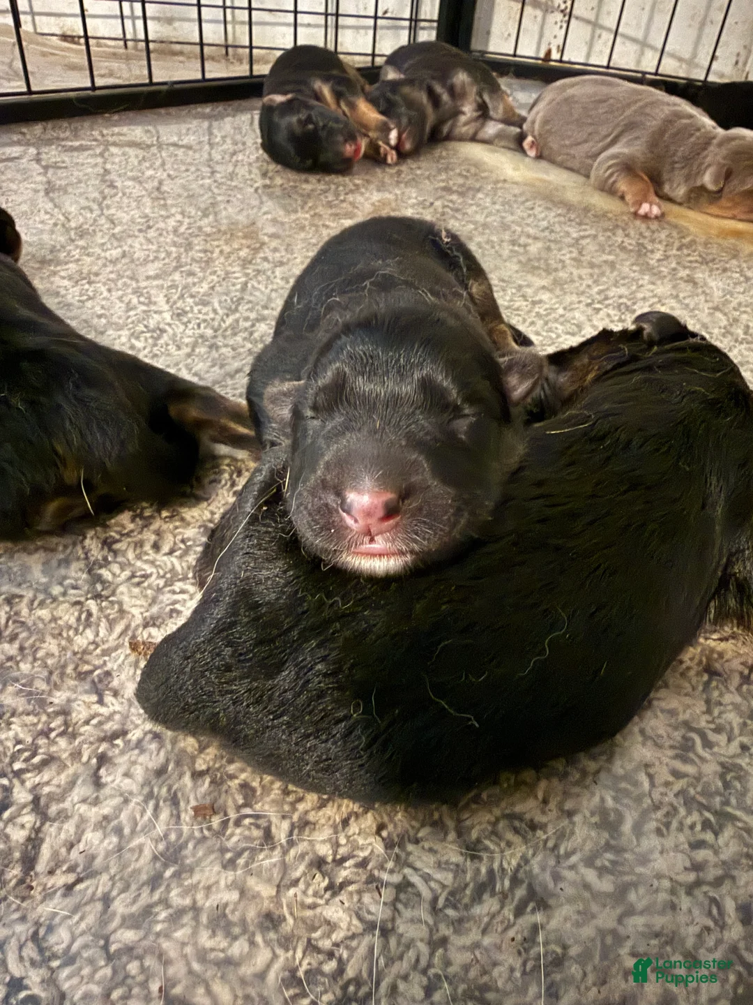 German Shepherd dogs for sale: Storm - Ad 1