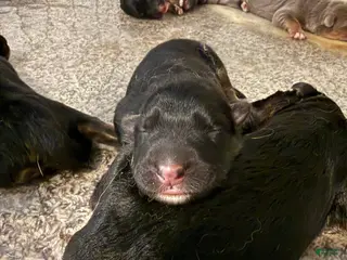 German Shepherd dogs Storm - Ad 6