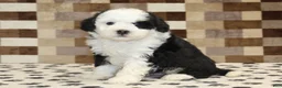 Mini Bernedoodle dogs for sale: Kelsey - Ad 1