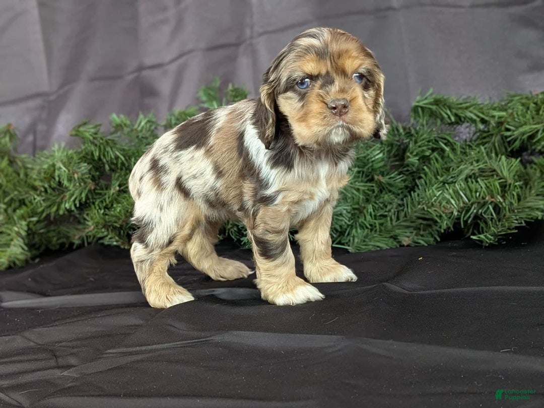 Cocker Spaniel dogs for sale: Voilet - Ad 4
