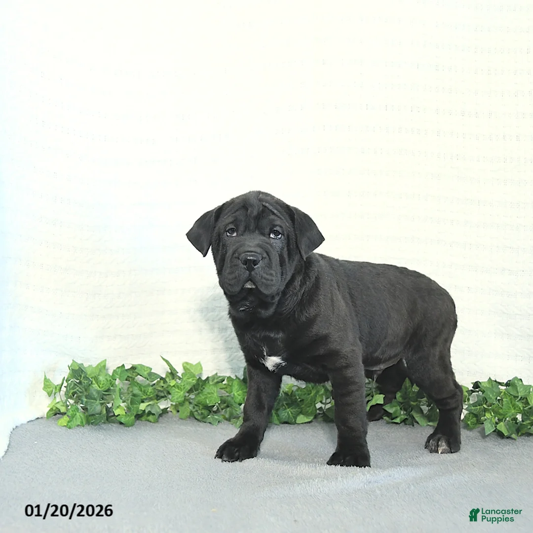 Mini Hippo dogs for sale: Bentley - Ad 3