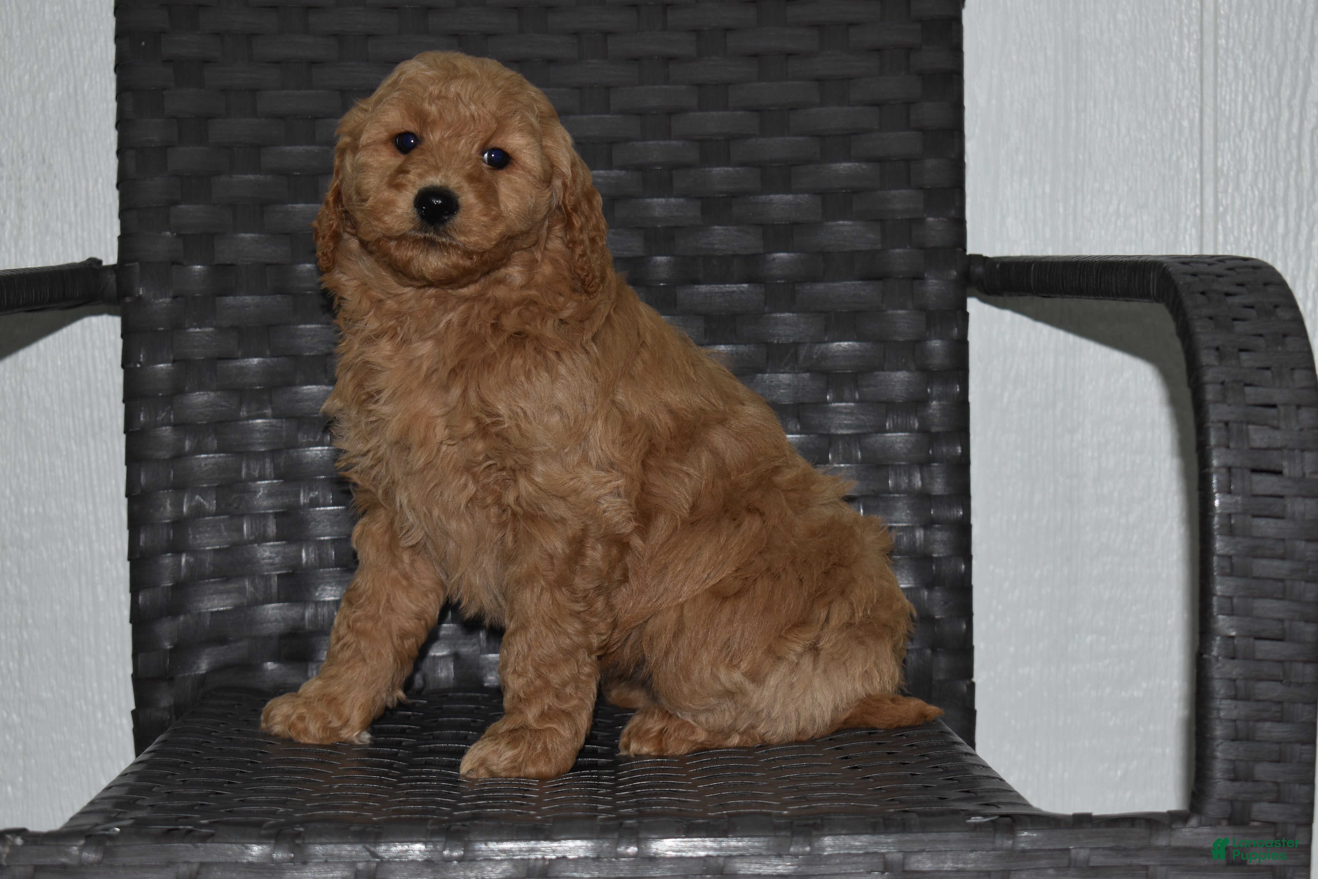 Goldendoodle dogs Angel - Ad 28