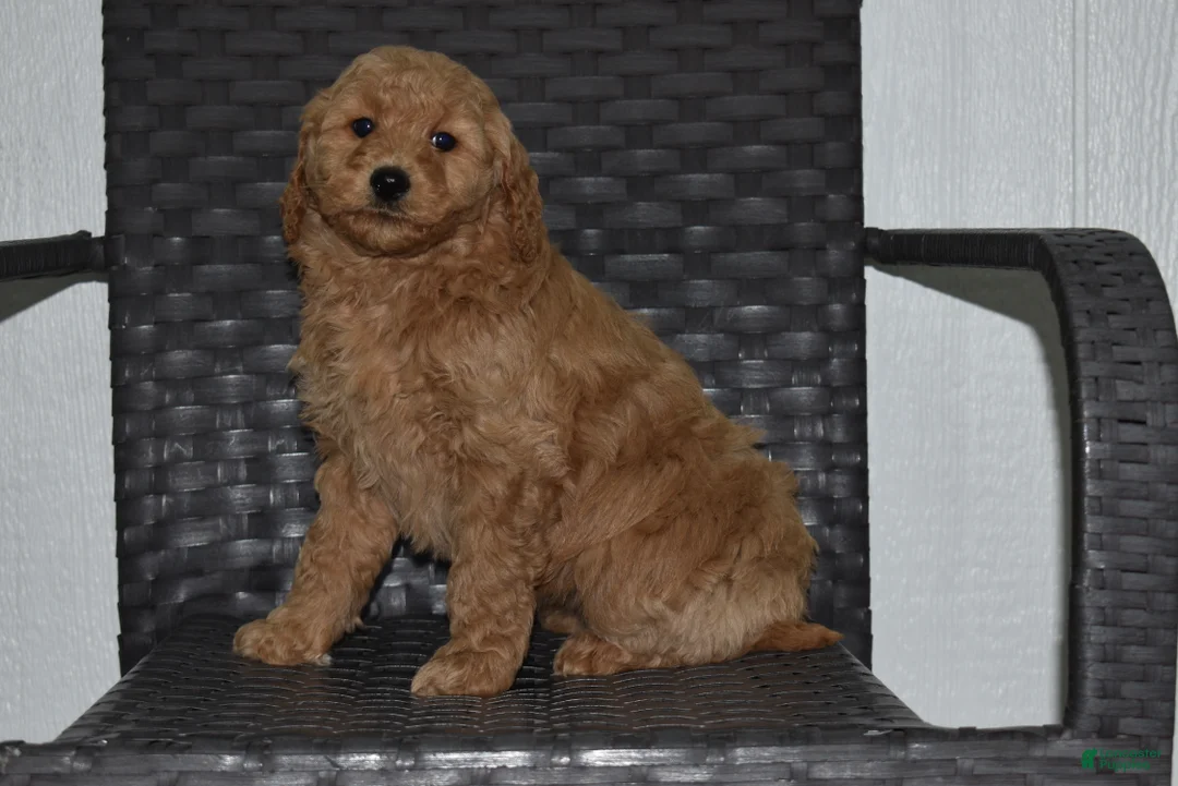 Goldendoodle dogs for sale: Angel - Ad 1