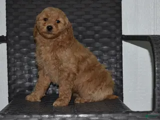 Goldendoodle dogs Angel - Ad 28
