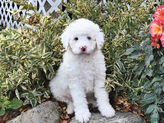 Mini Bernedoodle dogs - Ad 41