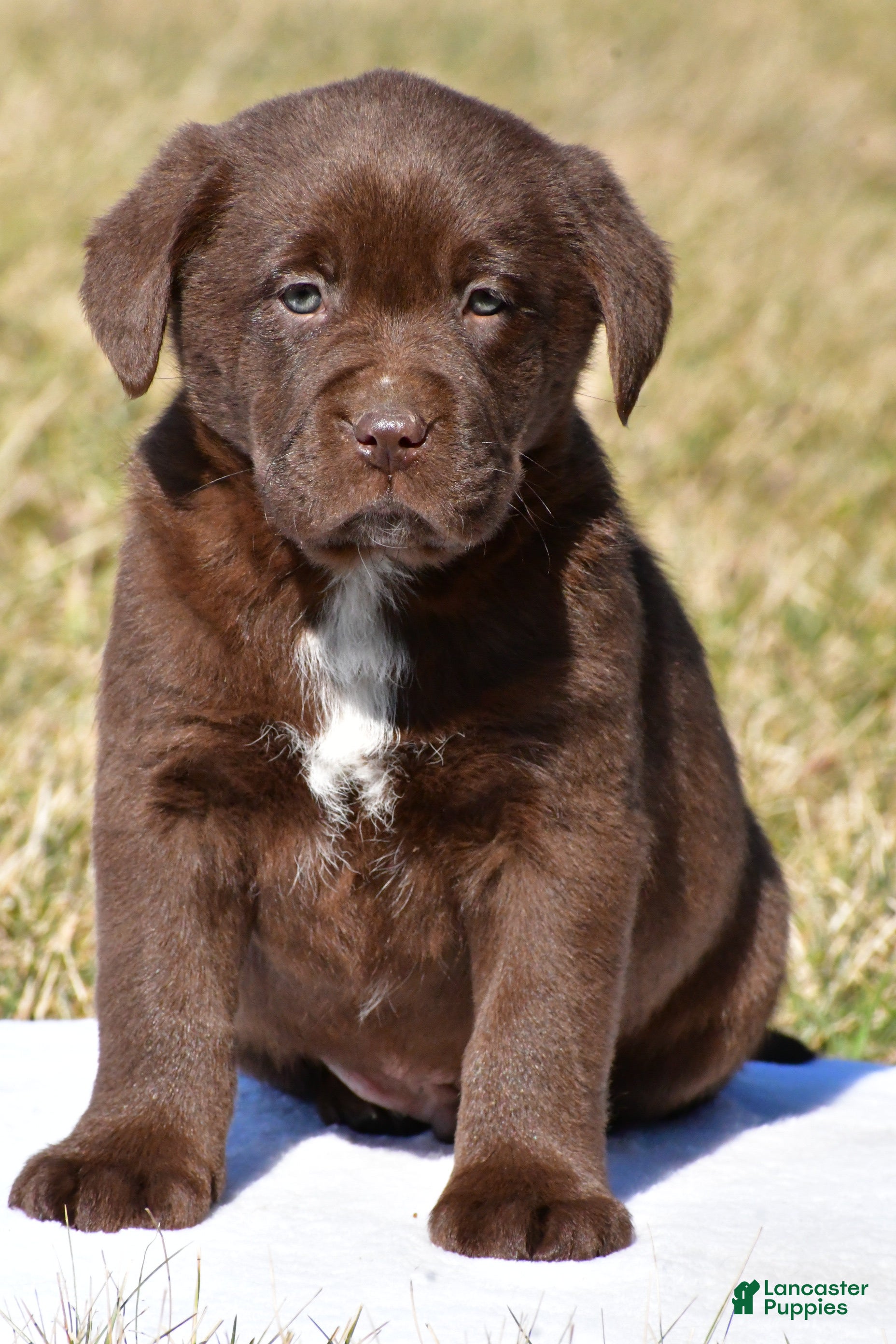 Labrador Retriever dogs Juke - Ad 1