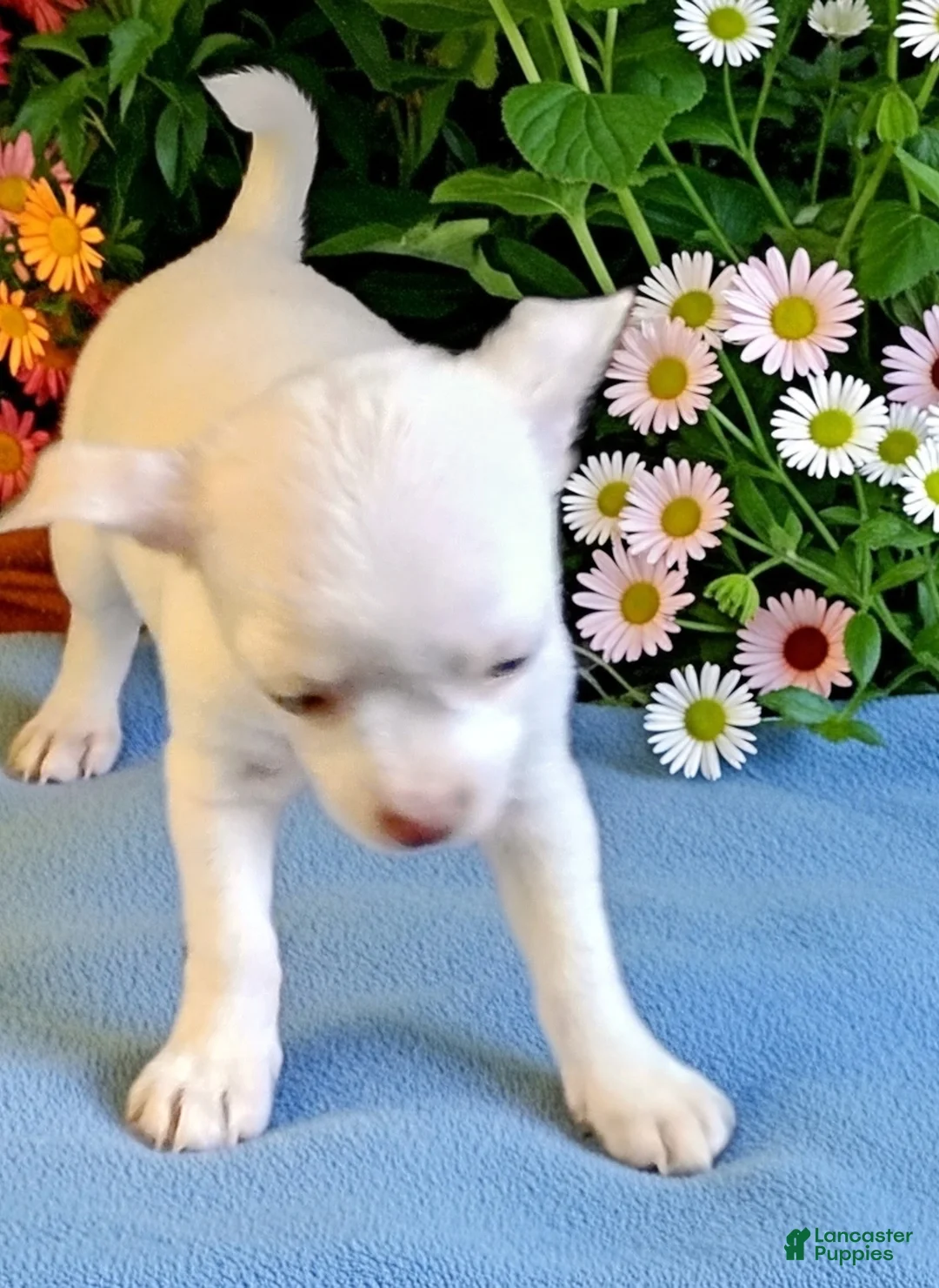 Chihuahua dogs for sale: Frosty - Ad 8