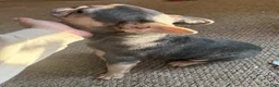 French Bulldog dogs for sale: French Bulldog 1 - Ad 4