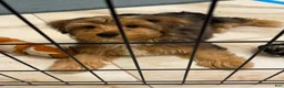 Morkie dogs for sale: Polo - Ad 7