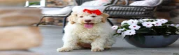 Lagotto Romagnolo dogs for sale: Kaylee - Ad 5