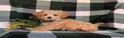 Maltipoo dogs for sale: Clifton 8 lbs Full Grown - Ad 4