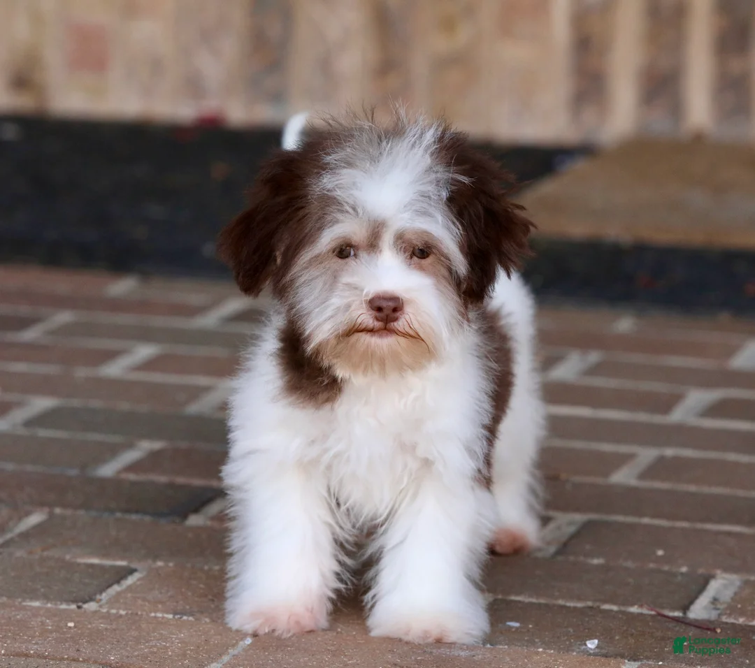 Havanese dogs for sale: Hope - Ad 29