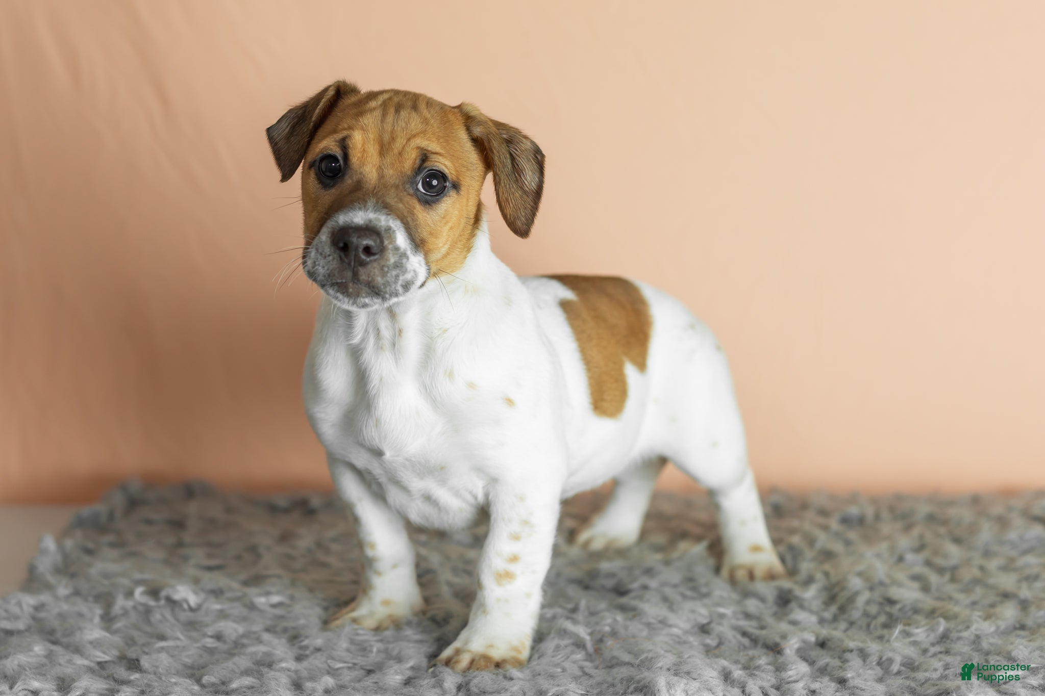 Mixed Breed dogs Bella - Ad 4