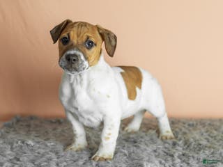 Mixed Breed dogs Bella - Ad 36