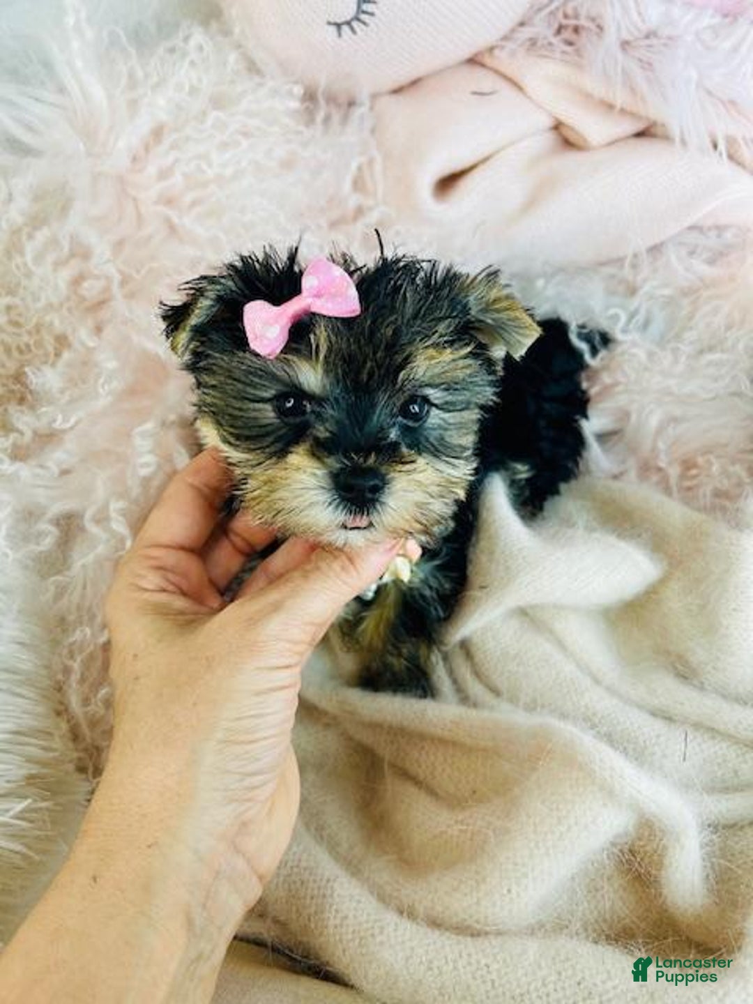 Morkie dogs for sale: Morkie Puppy 1 - Ad 3