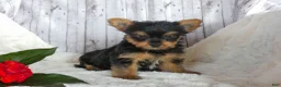 Yorkshire Terrier dogs for sale: Ranger - Ad 2