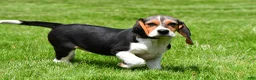 Beagle dogs for sale: Sandy - Ad 4