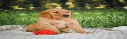 Golden Retriever dogs for sale: Sadie - Ad 7