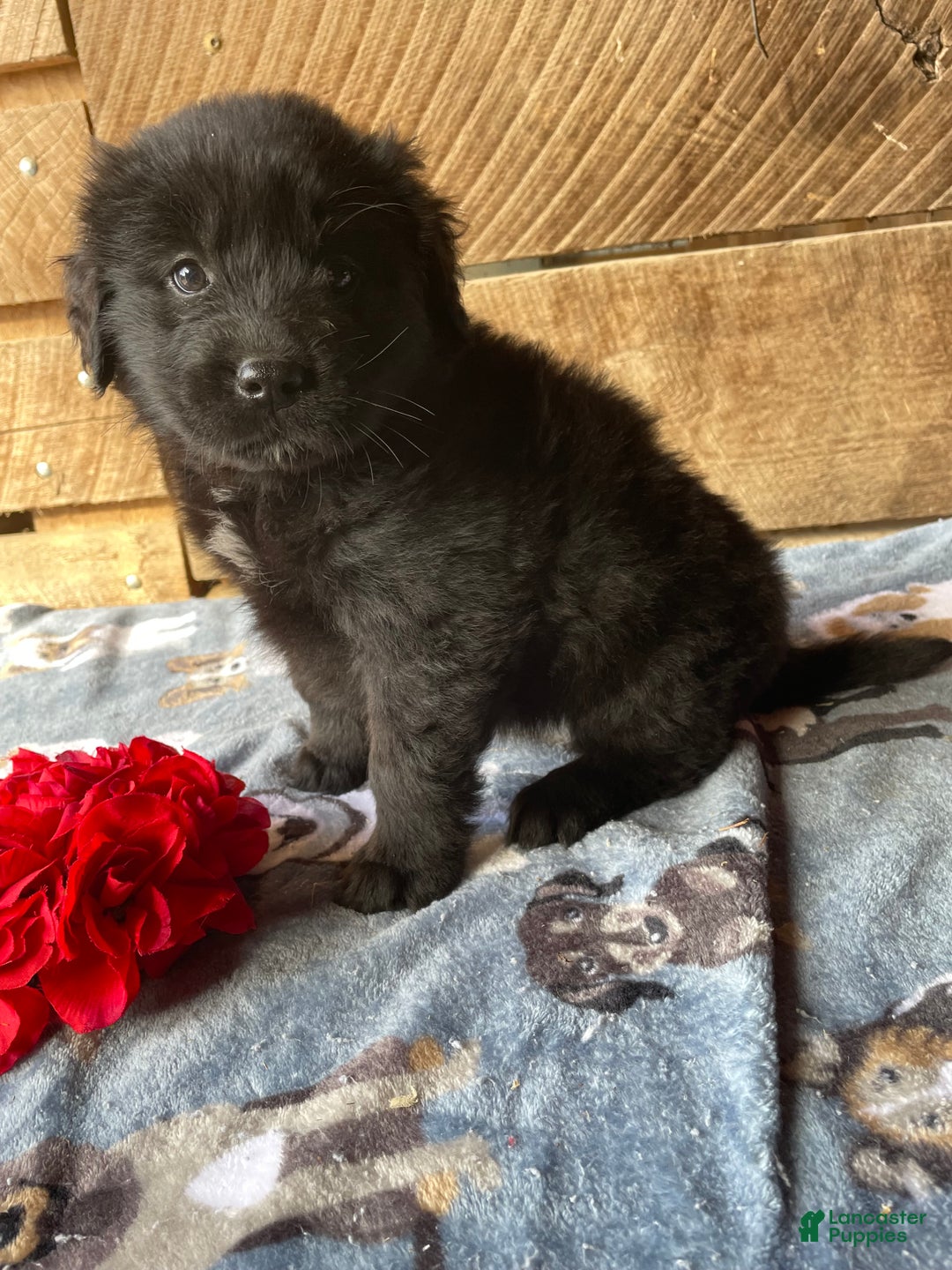 Mixed Breed dogs for sale: Iris - Ad 4