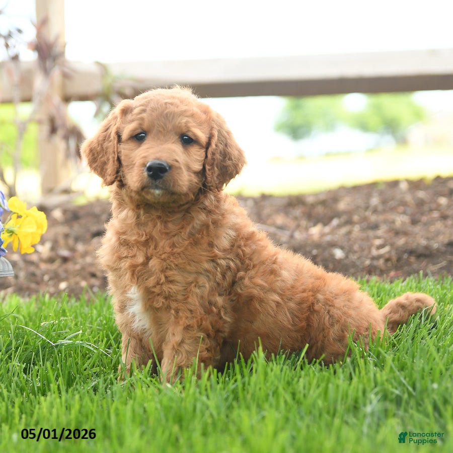 Goldendoodle dogs Trish - Ad 1