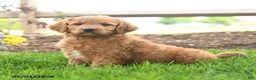 Goldendoodle dogs for sale: Trish - Ad 1