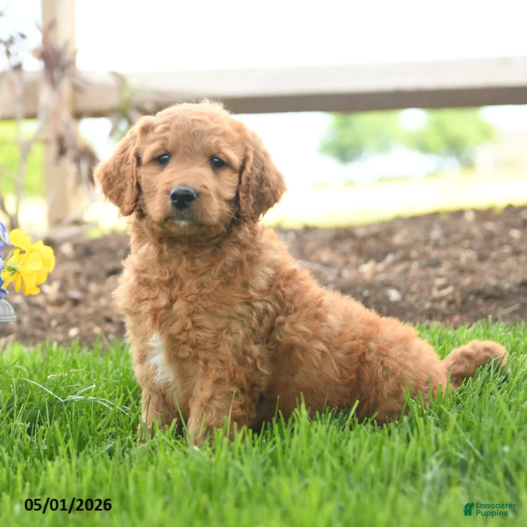 Goldendoodle dogs for sale: Trish - Ad 1