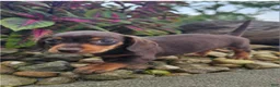 Dachshund dogs for sale: Roxy - Ad 5