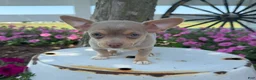 Chihuahua dogs for sale: Lacy - Ad 7