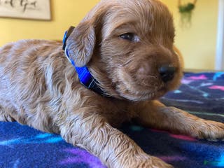 Labradoodle dogs Maverick - Ad 36