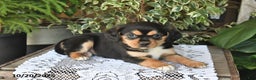 Mixed Breed dogs for sale: Rocky - Ad 4