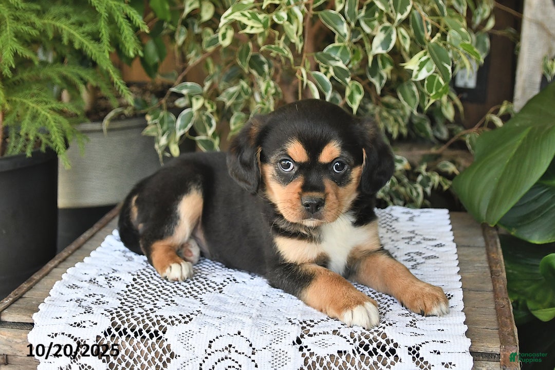 Mixed Breed dogs for sale: Rocky - Ad 4