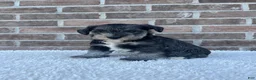 Miniature Schnauzer dogs for sale: Sandy - Ad 4