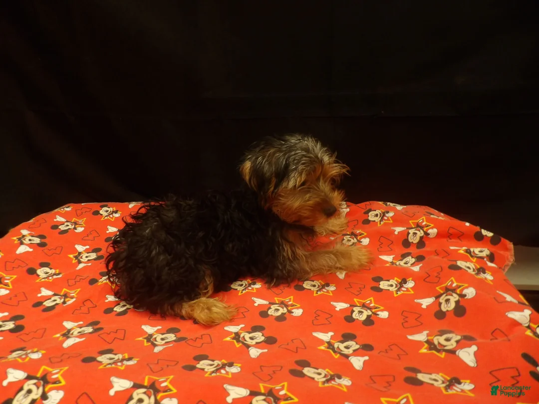Yorkshire Terrier dogs for sale: Sheldon - Ad 2