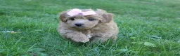 Mini Goldendoodle dogs for sale: Maddie 🎀 - Ad 4