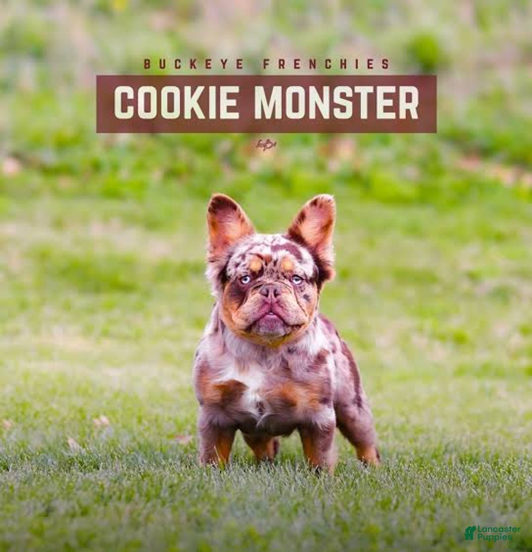 French Bulldog dogs for sale: Chocolate Merle French Bulldog Puppy - Ad 6