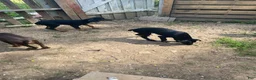 Doberman Pinscher dogs for sale: Doberman Pinscher Puppy 4 - Ad 6