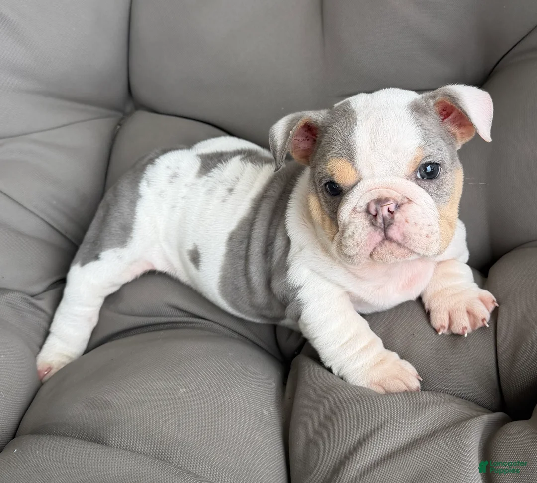 English Bulldog dogs for sale: london- TAKE HOME TODAY - Ad 2