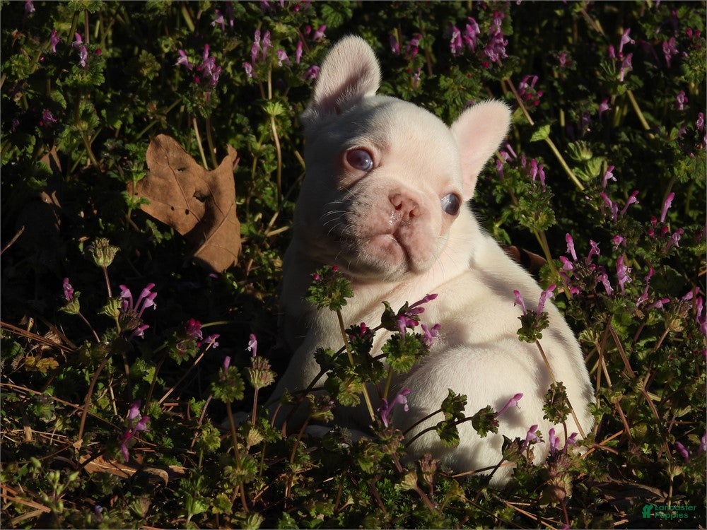 French Bulldog dogs French Bulldog Puppies near me - Ad 13