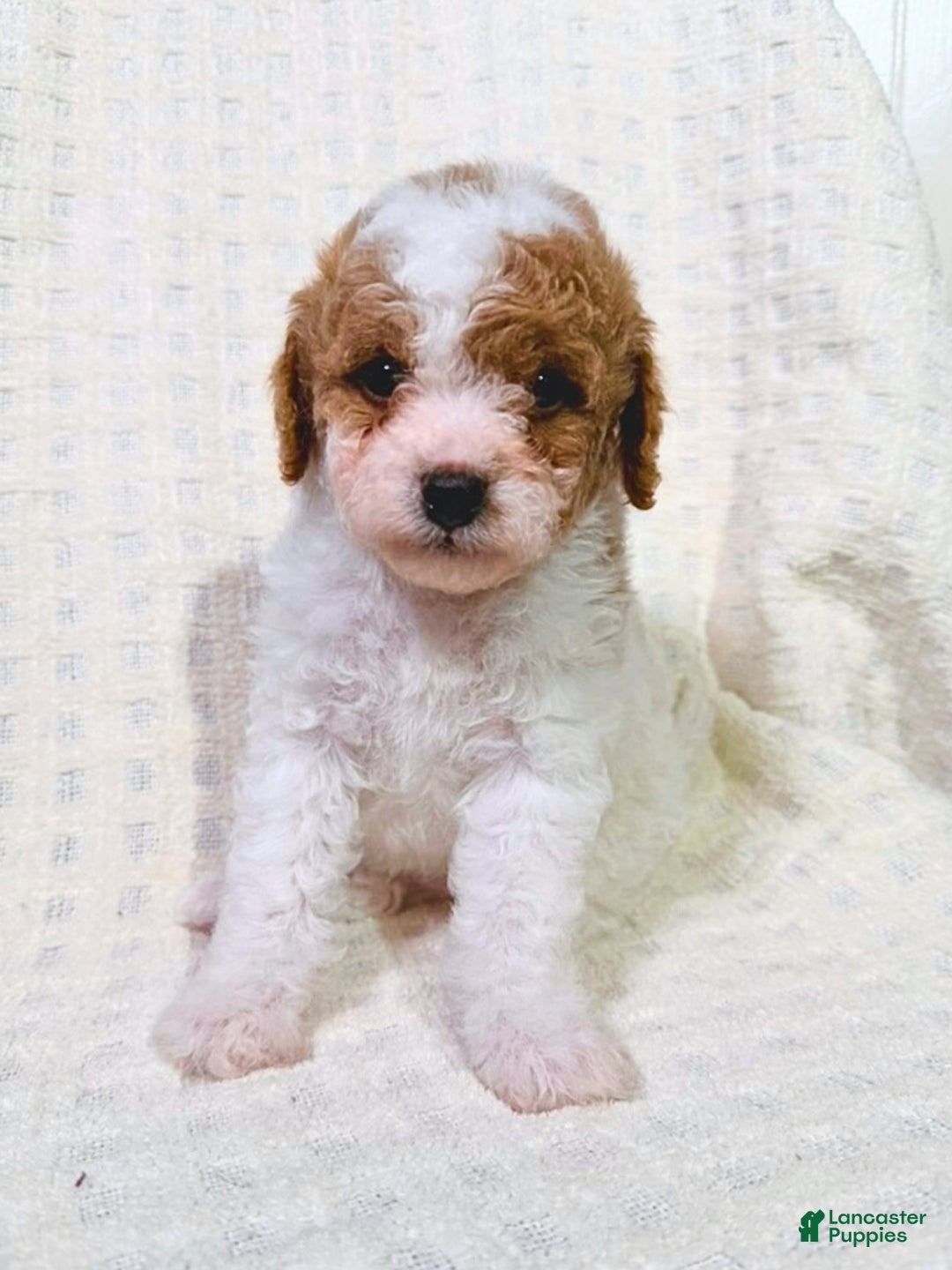 Cavapoo dogs for sale: Sugar - Ad 1