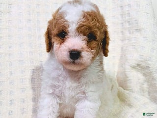 Cavapoo dogs Sugar - Ad 16