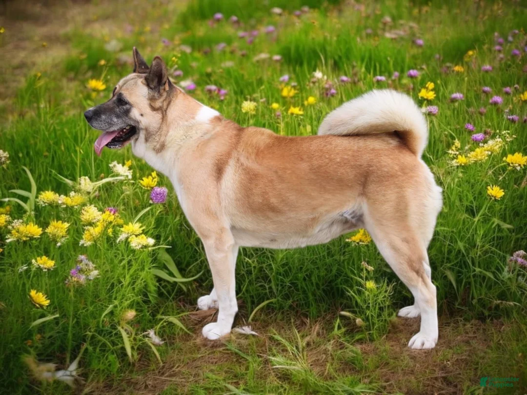 Akita dogs for sale: KJ - Ad 2