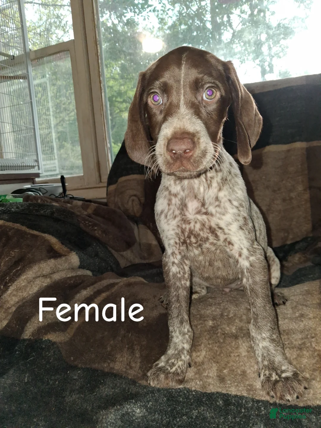German Shorthaired Pointer dogs for sale: German Shorthaired Pointer Puppy 5 - Ad 1