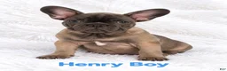 French Bulldog dogs for sale: French Bulldog Puppy Male Ready to Go AKC!!  - Ad 3