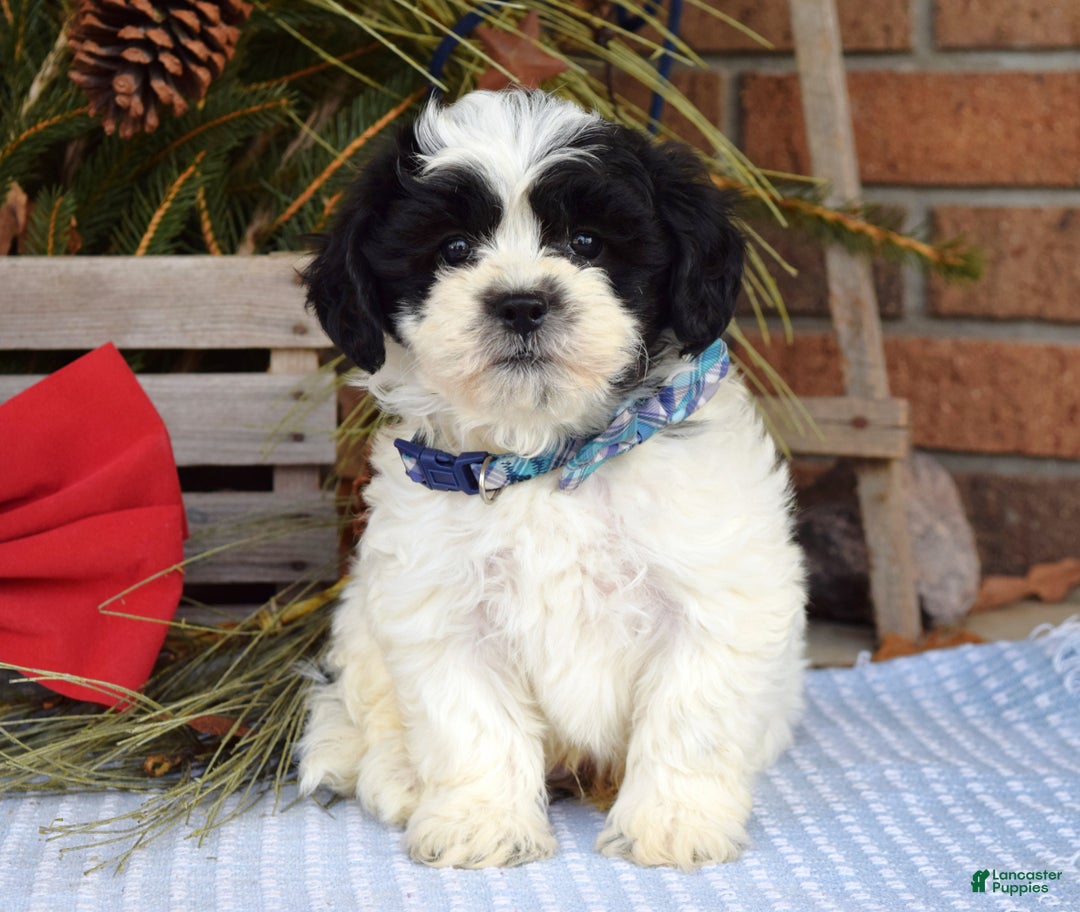 Teddy Bear dogs for sale: Bear - Ad 8