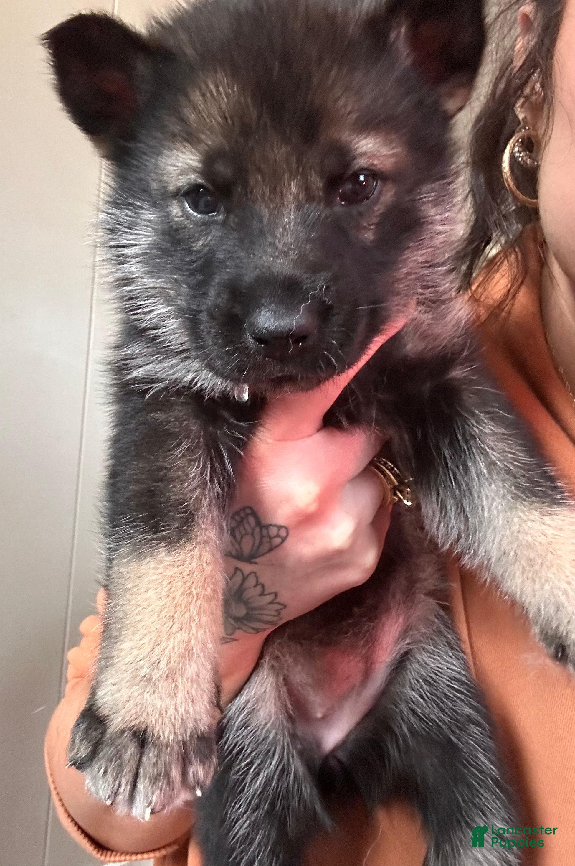 Gerberian Shepsky dogs (Magenta collar) Gerberian Shepsky Puppy 7 - Ad 18