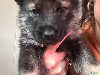 Gerberian Shepsky dogs (Magenta collar) Gerberian Shepsky Puppy 7 - Ad 15